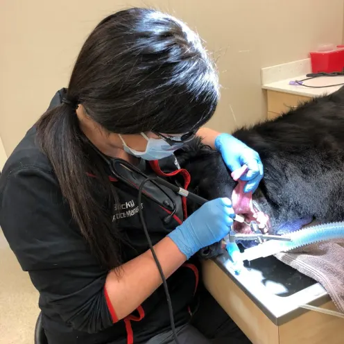 Dental cleaning being performed on a dog at Animal Care Center of Plainfield